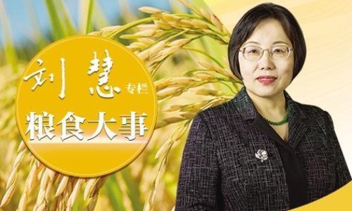 绞股蓝的药性-绞股蓝有效成分与功效、绞股蓝的药用部分有哪些 -绞股蓝的药用部分网